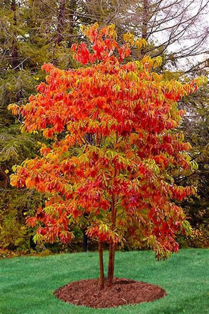 fireglow japanese maple