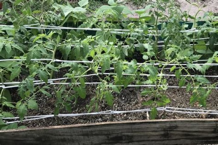 florida weave tomatoes