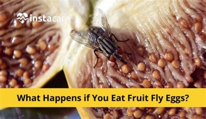 fly eggs on food