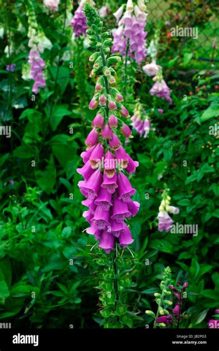 foxglove poison