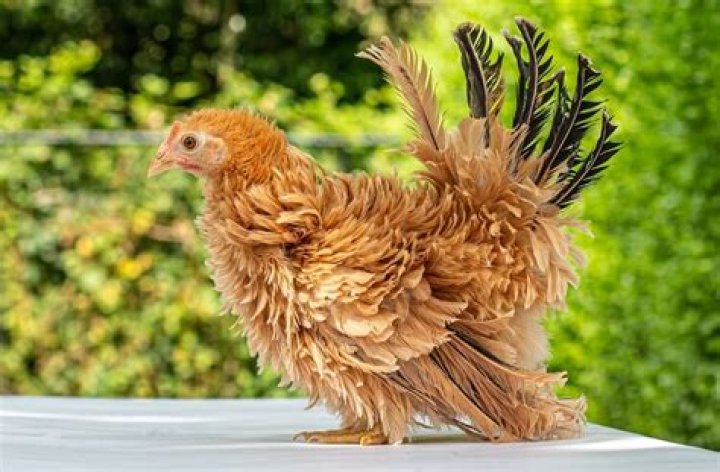 frizzle chicken breed
