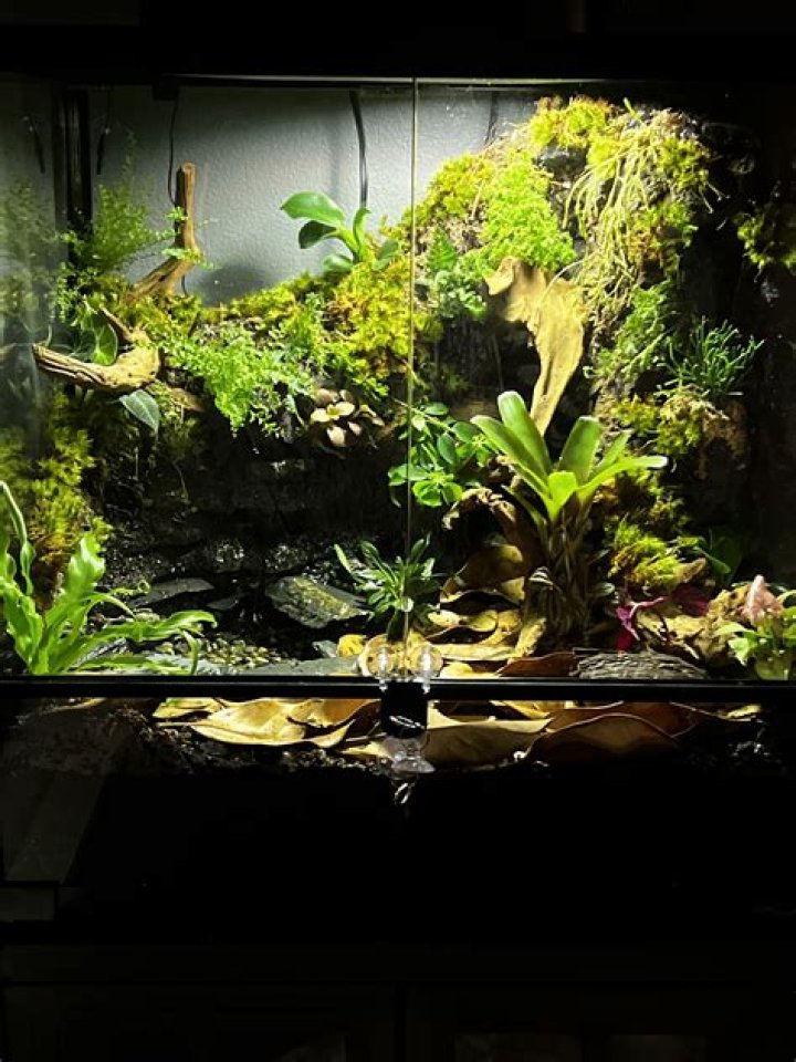 frog terrarium