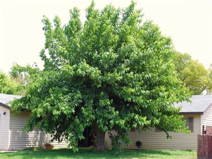 fruitless mulberry tree