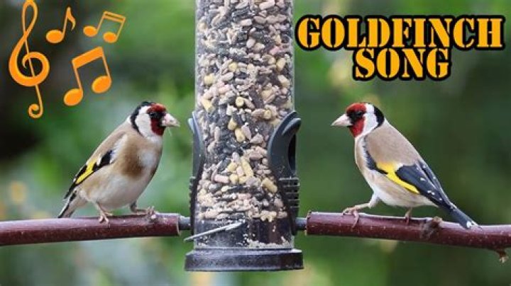 goldfinch song