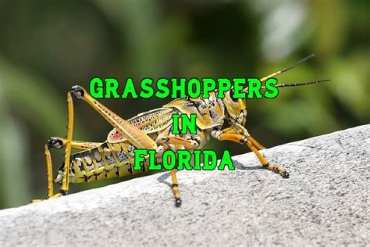 grasshoppers in florida