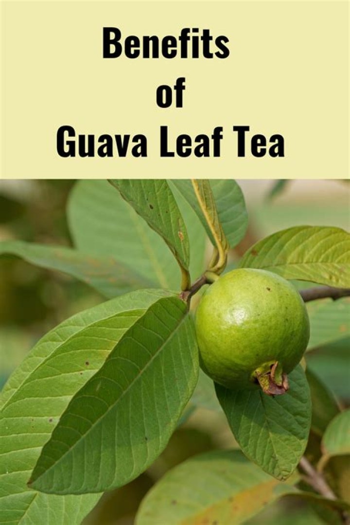guava leaves and fertility