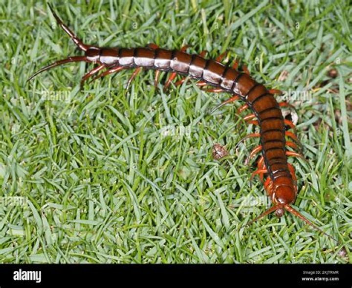 hawaii centipede