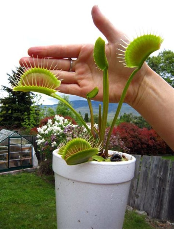 how big do venus fly traps get