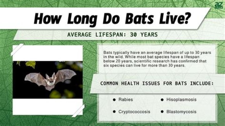 how long do bats live