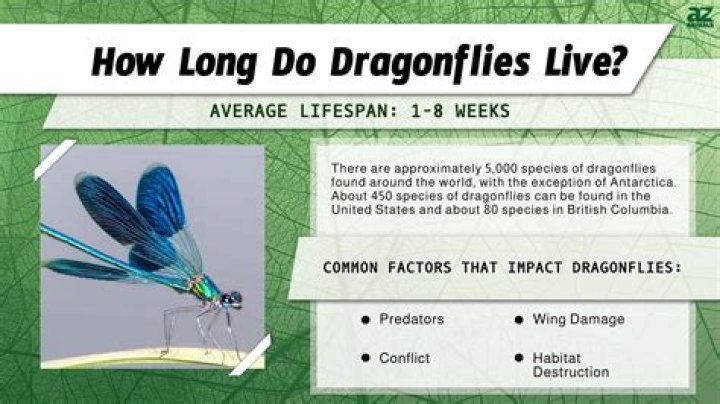 how long do dragonflies live
