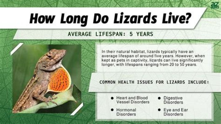 how long do lizards live