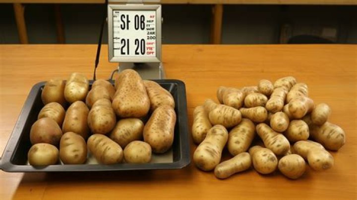 how many pounds of potatoes per person