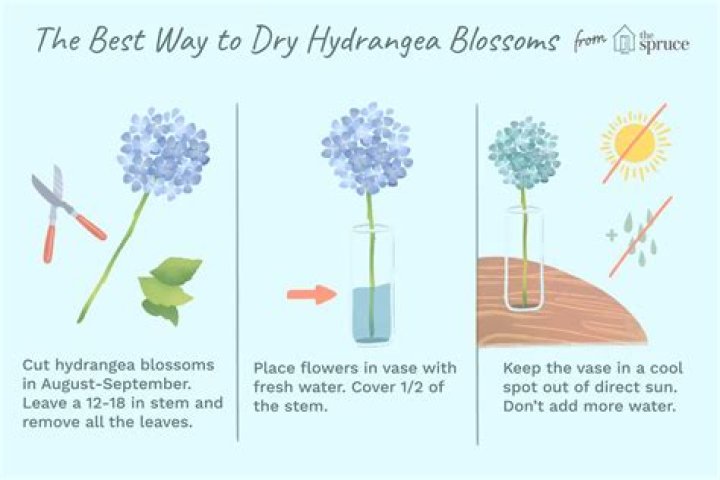 how to dry hydrangeas