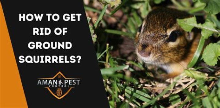how to get rid of ground squirrels