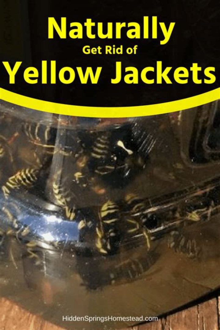 how to get rid of yellow jackets naturally