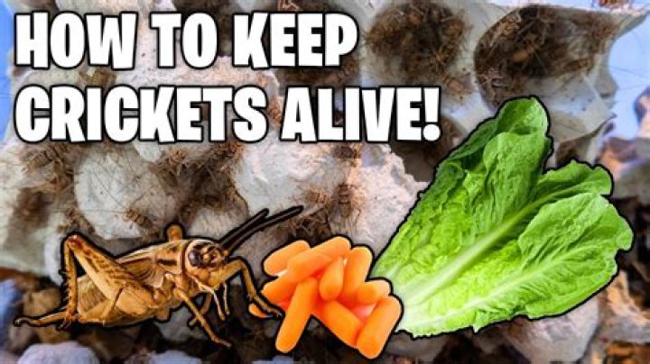 how to keep crickets alive