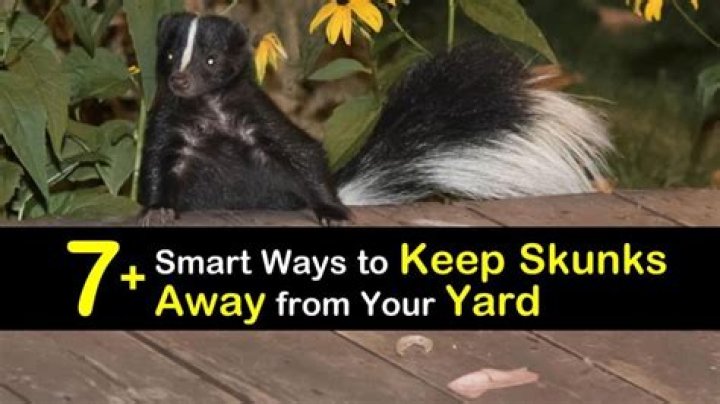 how to keep skunks away