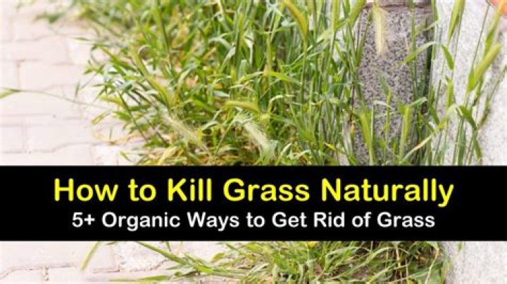how to kill grass