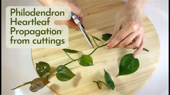 how to propagate philodendron
