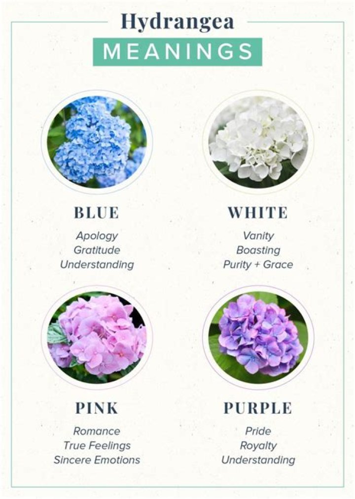hydrangea meaning