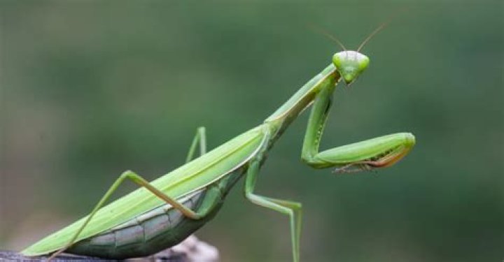is it illegal to kill a praying mantis