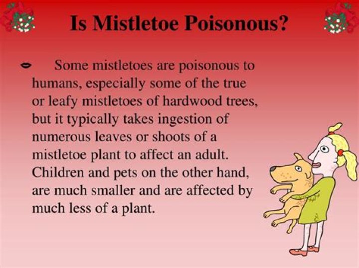 is mistletoe poisonous