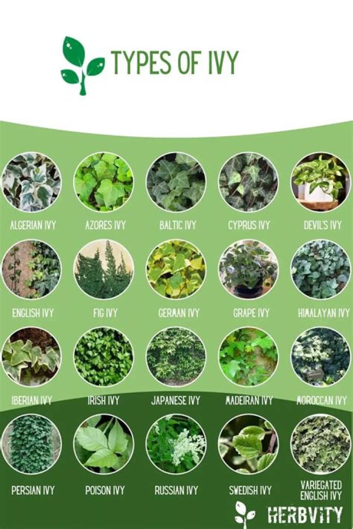 ivy plant types