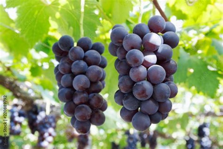 kyoho grapes