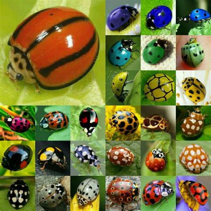 ladybug colors