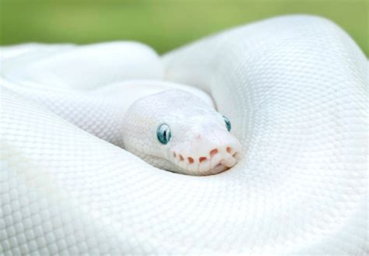 leucistic ball python