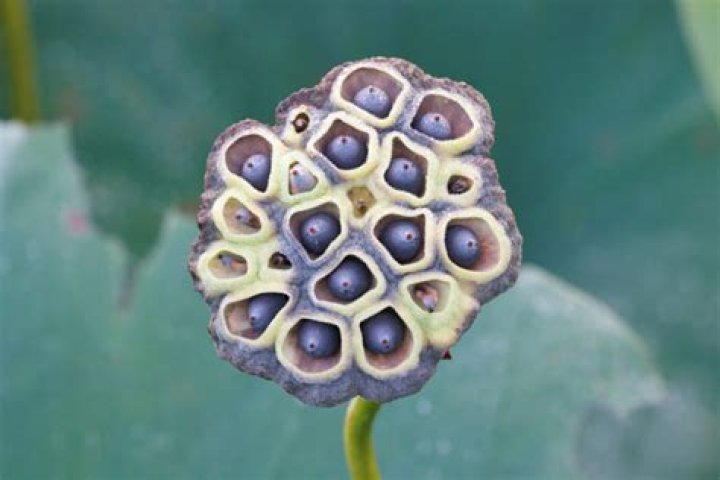 lotus pods
