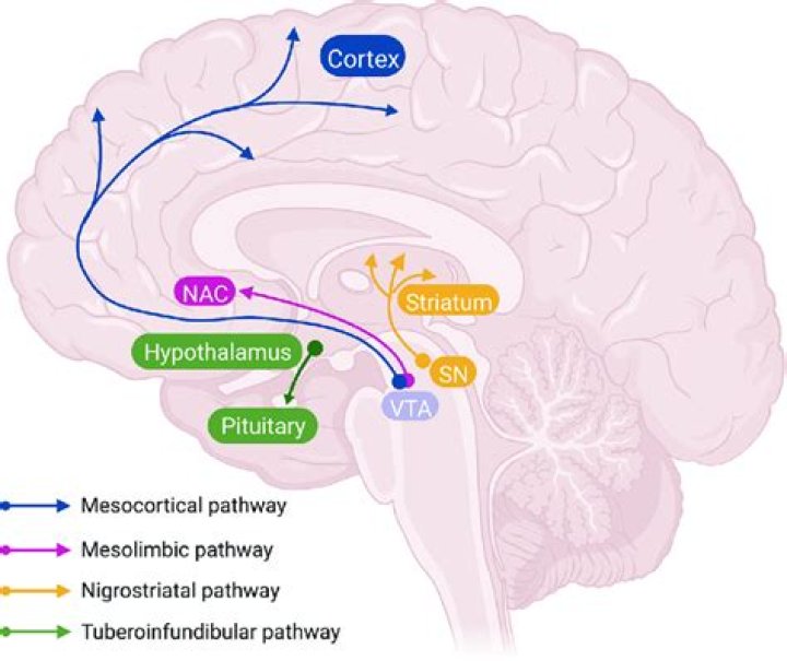 mesolimbic pathway
