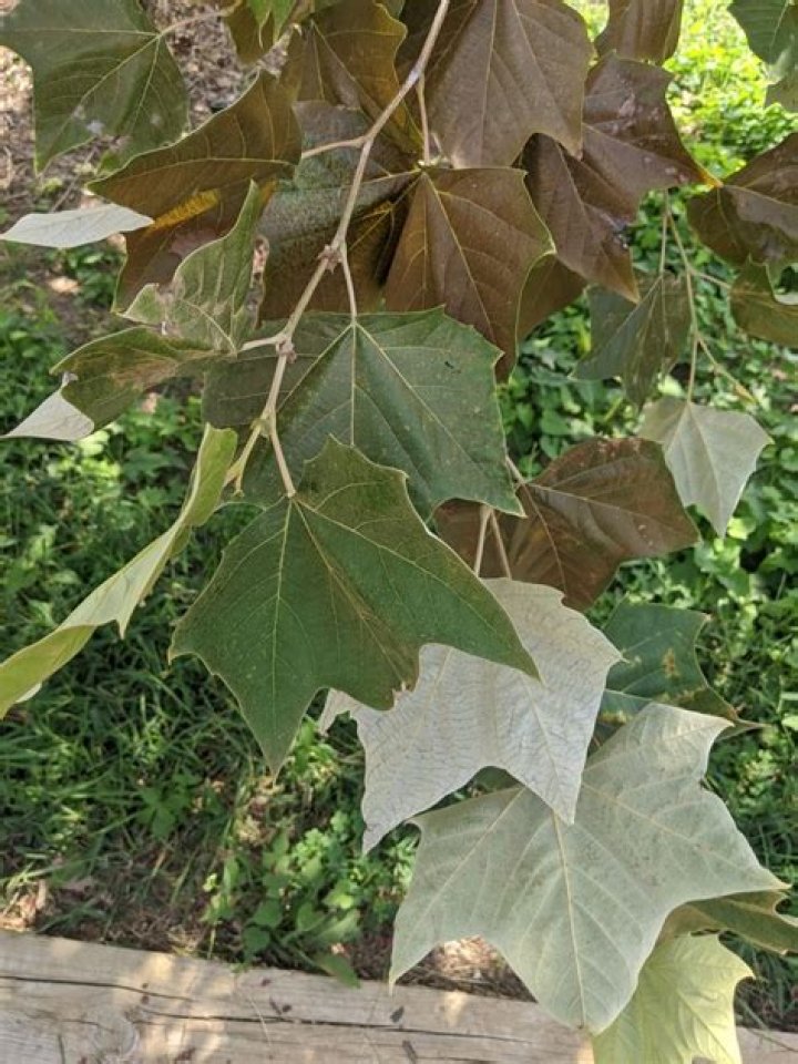 mexican sycamore