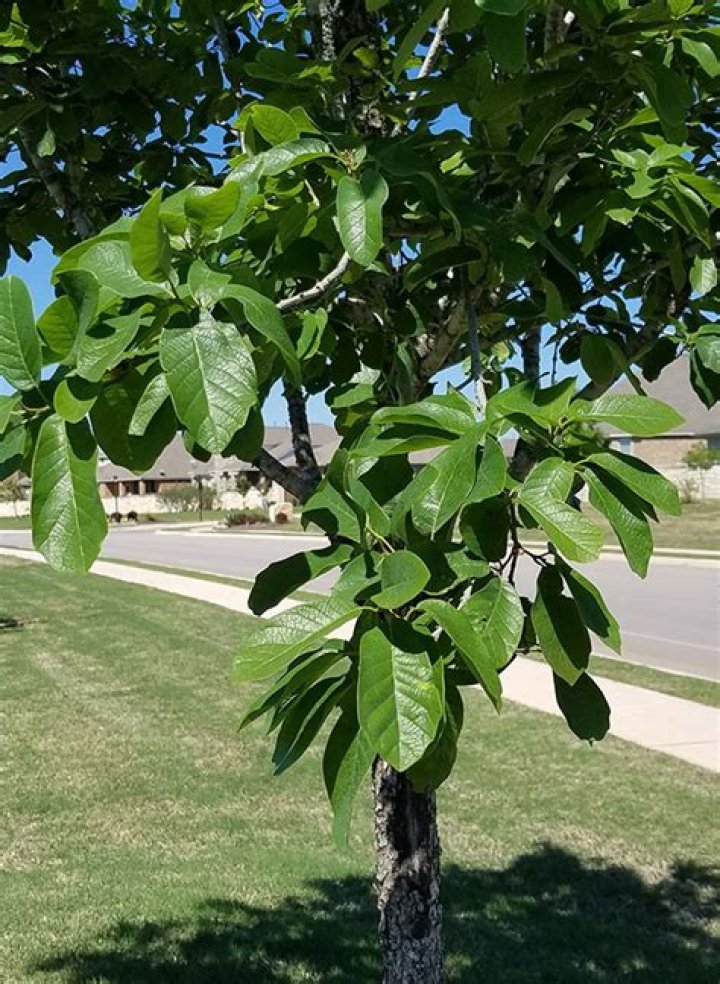monterrey oak