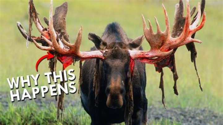 moose shedding antlers