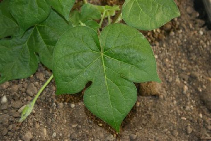 morning glory leaves
