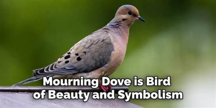 mourning dove meaning