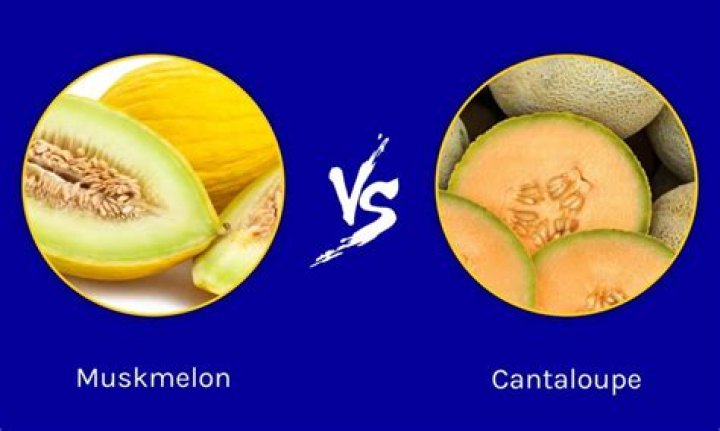 muskmelon vs cantaloupe