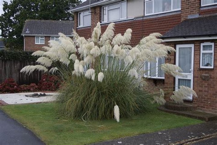 pampas grass swinger
