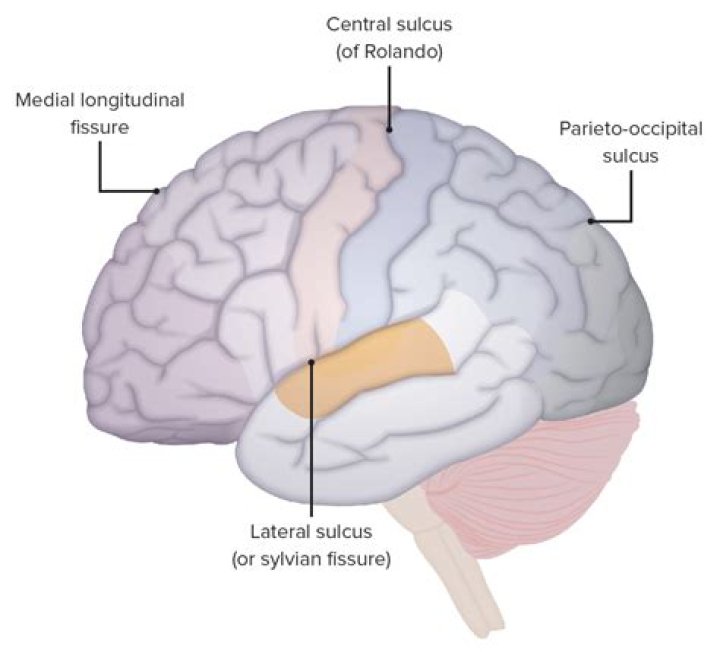 parieto occipital sulcus
