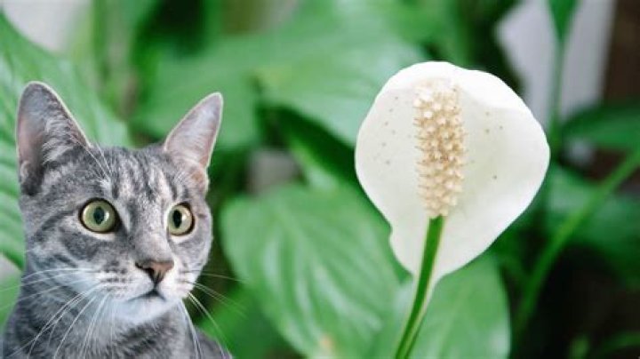 peace lily cats