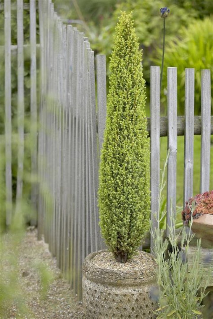 pencil point juniper