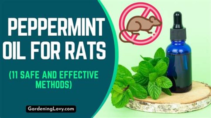 peppermint oil for rats