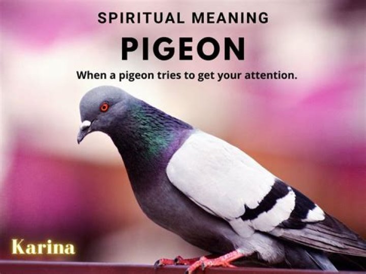 pigeon meaning