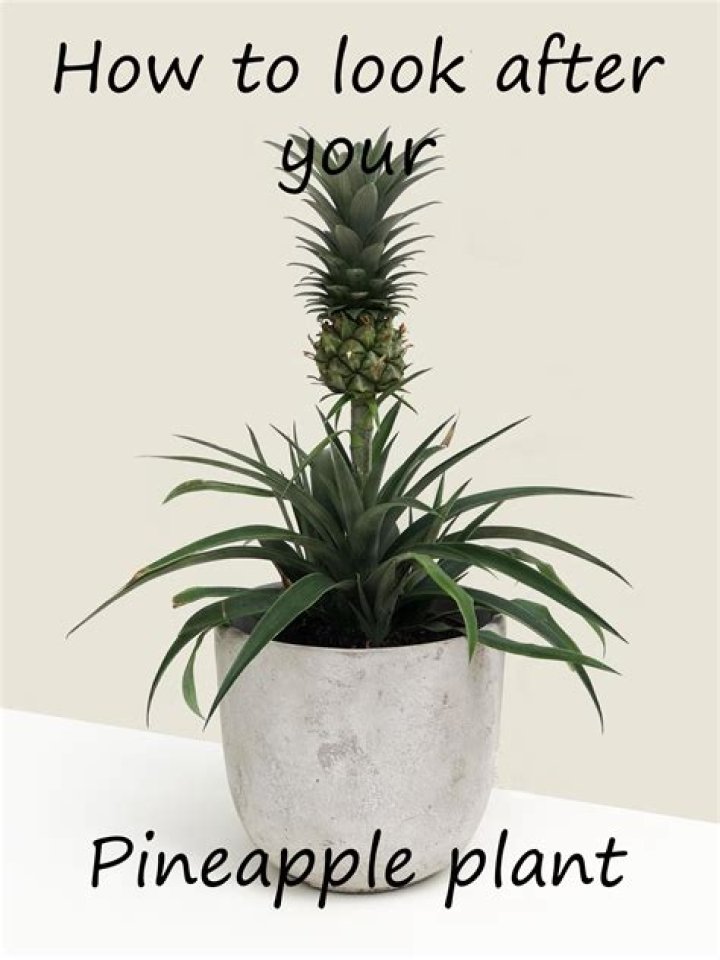 pineapple plant care
