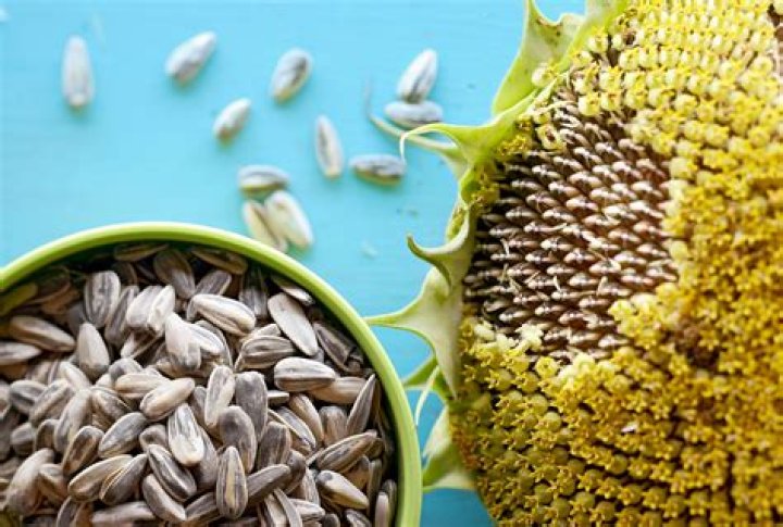 plant sunflower seeds