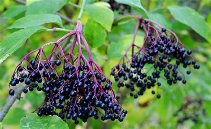 poisonous elderberry bush