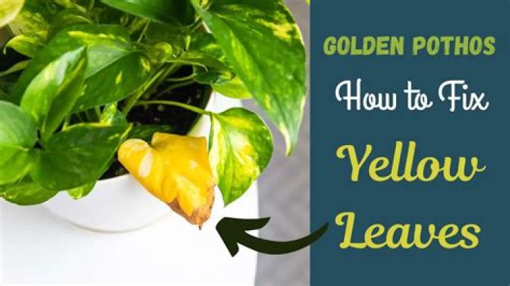 pothos yellow leaves