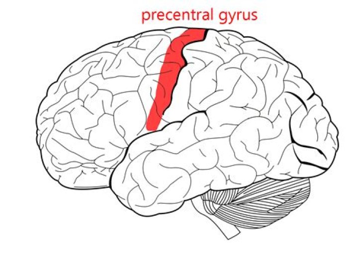 precentral gyrus function