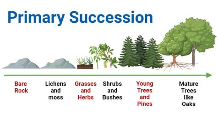 primary succession examples
